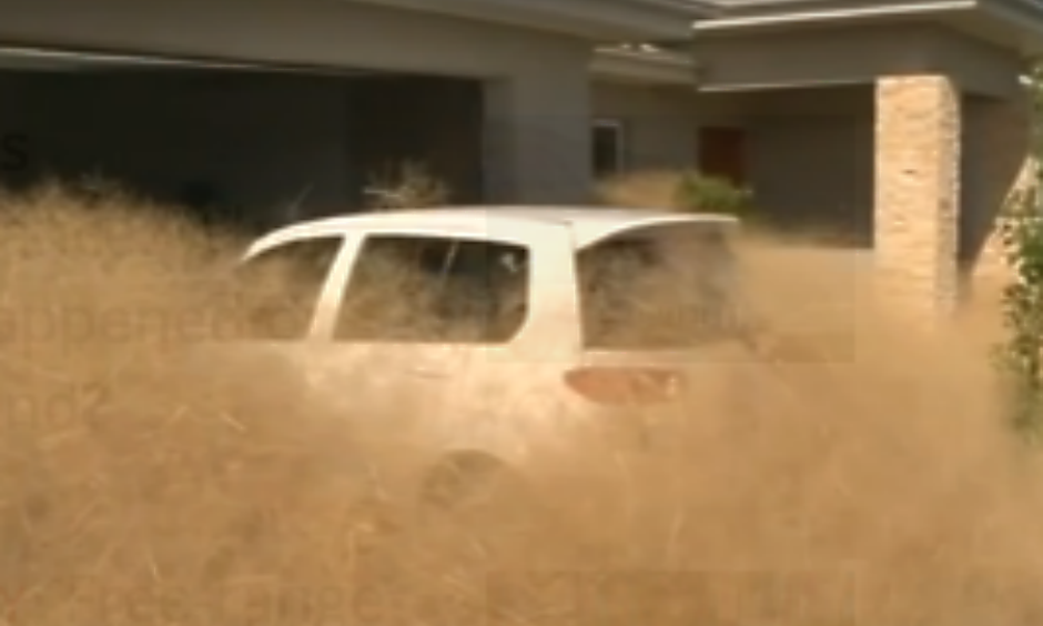 Hairy panic, a perennial weed native to inland Australia, has taken of the rural city of Wangaratta in northern Victoria. Photo: Reuters