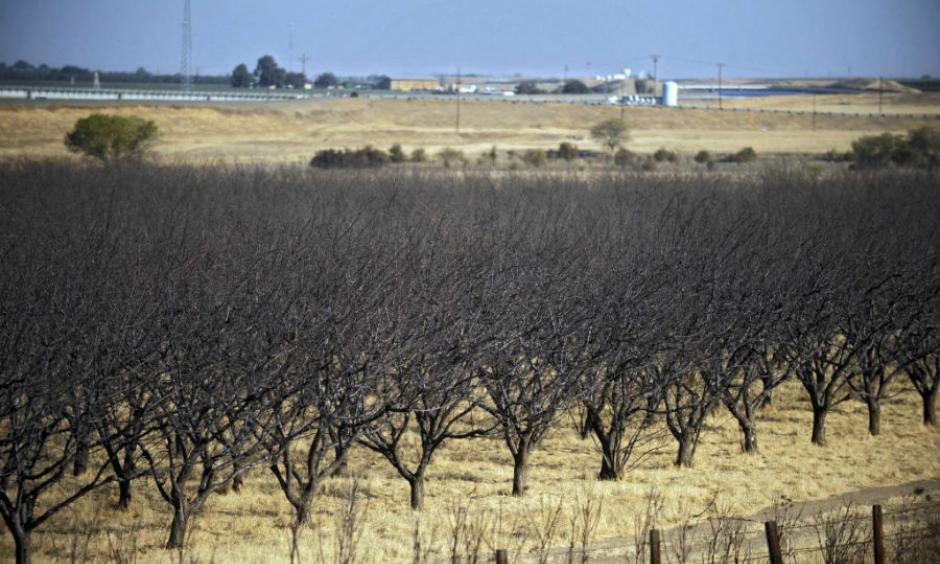 Near-dead crops in California's drought-stricken Westland Water District of the Central Valley in 2009. The state continues its water usage restrictions as the summer heat sets in. Photo: Russel Daniels, AP