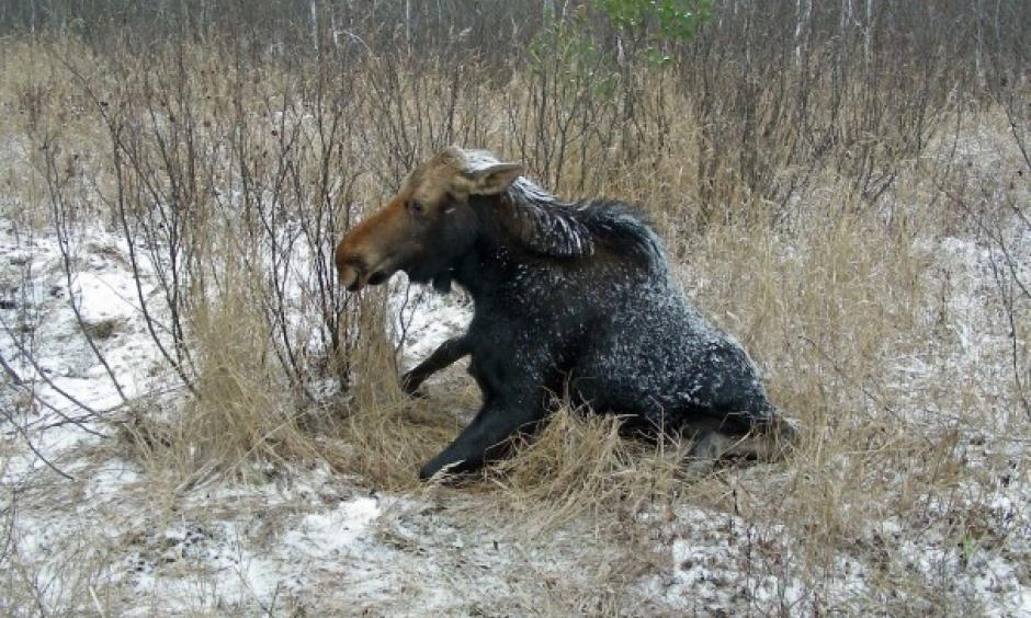 A sick cow moose tries to get up when approached along the Echo Trail near Ely, Minn., in 2008. Surveys of Minnesota's moose showed that the population has been declining for several years because of several factors, including known and unidentified diseases. Photo: Mike Schrage, AP