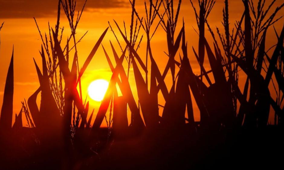 Corn stalks are silhouetted by a setting sun, July 22, 2016, in Pleasant Plains, Illinois, as the temperature hovers around 100 degrees. Photo: Seth Perlman, AP