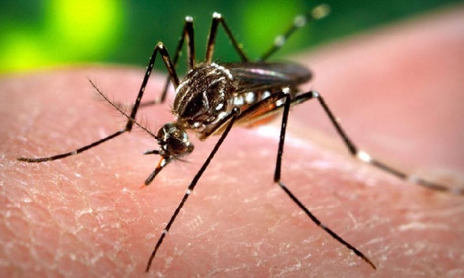 Zika virus. Photo: Center for Disease Control