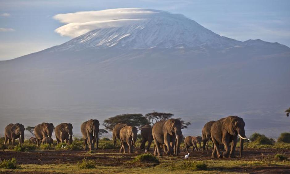 A herd of adult and baby elephants