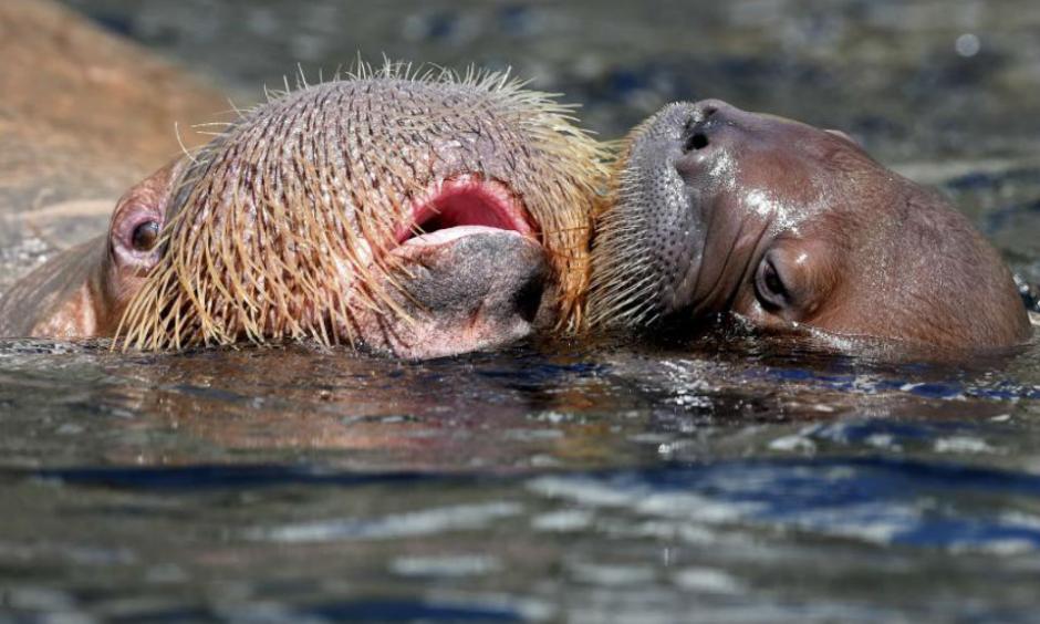 In the warming Arctic, lack of sea ice has forced walruses to swarm in groups of tens of thousands on land in recent years—NOAA says this is creating “problems such as overcrowding which has led to stampedes that have killed calves.” Photo: Fabian Bimmer, Reuters