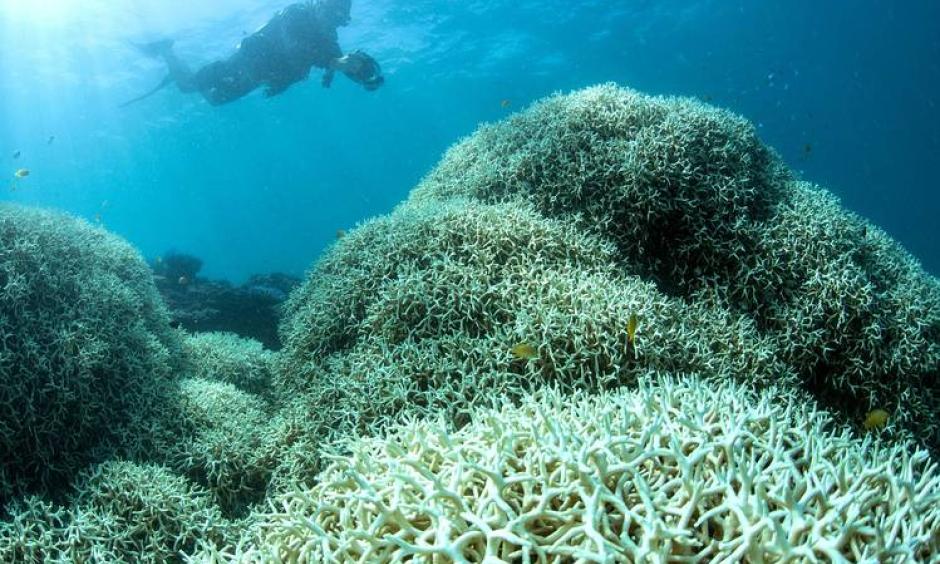 A bleaching-blighted reef off Lizard Island in the Great Barrier Reef. Set off by high water temperatures, bleaching causes the organism to starve. PHOTO: XL Catlin Seaview Survey, AFP