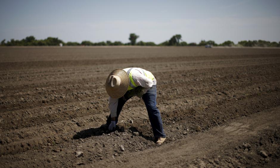 A farmworker plants tomatoes in Los Banos, California. Reuters/Lucy Nicholson