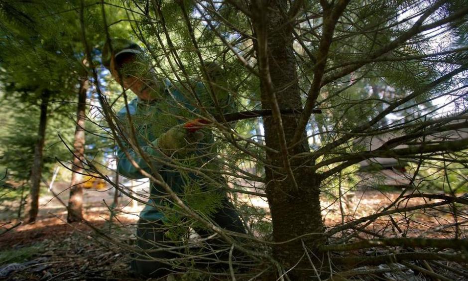 Christmas Trees. Photo: The Sacramento Bee