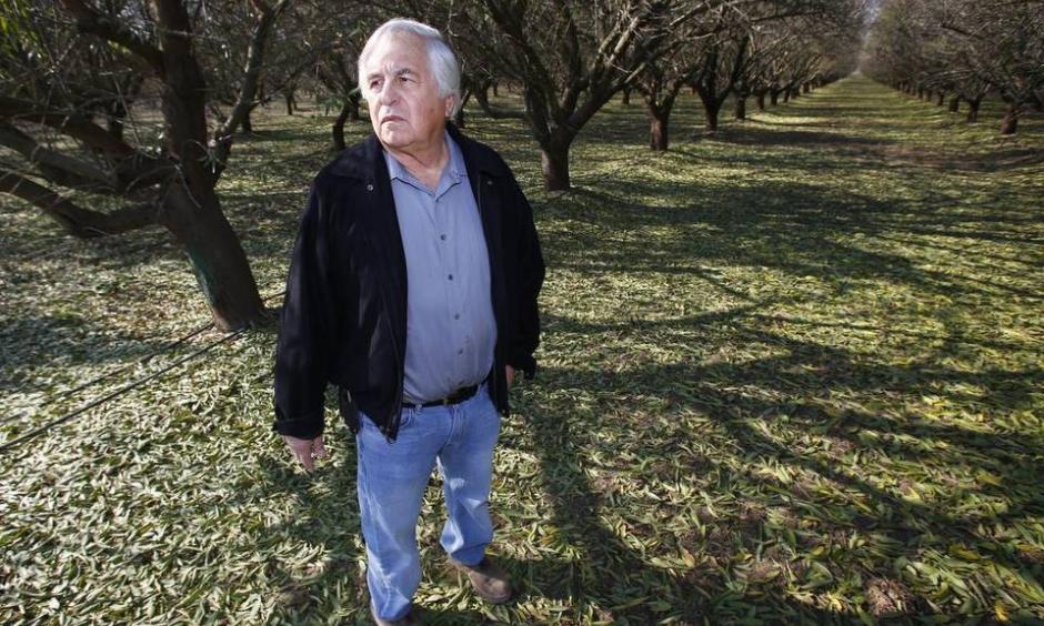 Farmer George Goshgarian farms an almond orchard where he's been actively applying water to the trees to help recharge the aquifer Thursday, Nov. 19, 2015 in Fresno, Calif. The almond industry, along with UC scientists, are studying how to increase groundwater recharge through open field flooding. Gary Kazanjian