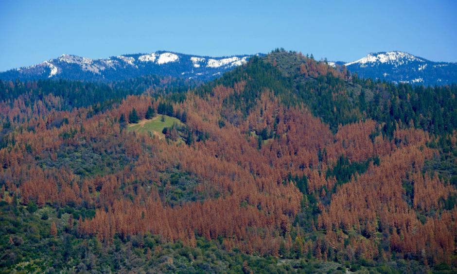 The U.S. Forest Service’s aerial survey team estimates tree mortality in California by flying over the forests and observing the canopy's texture and color. Photo: USDA