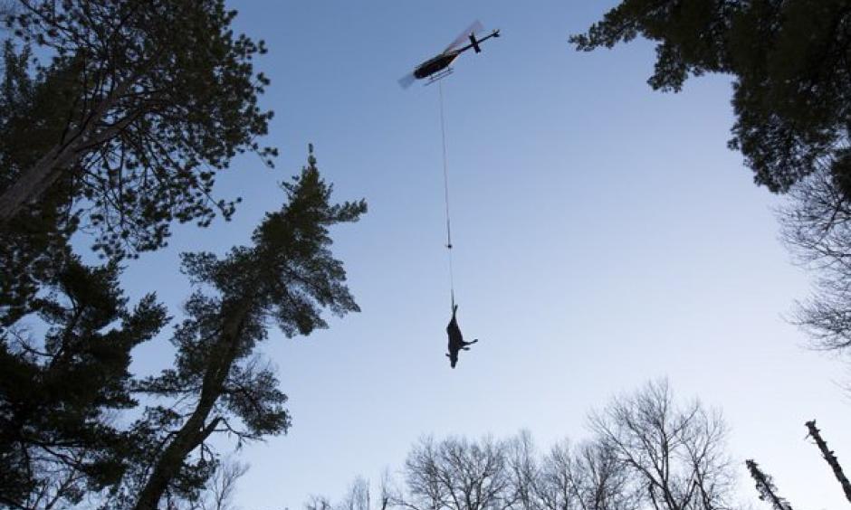 The carcass of moose No. 161 was lifted out of the woods near Tower, then hauled back to a truck for the trip to the U research lab. As soon as a GPS collared moose goes down, a signal goes out to researchers, who rush to the site in hopes of arriving before the scavengers. Photo: Brian Peterson, Star Tribune
