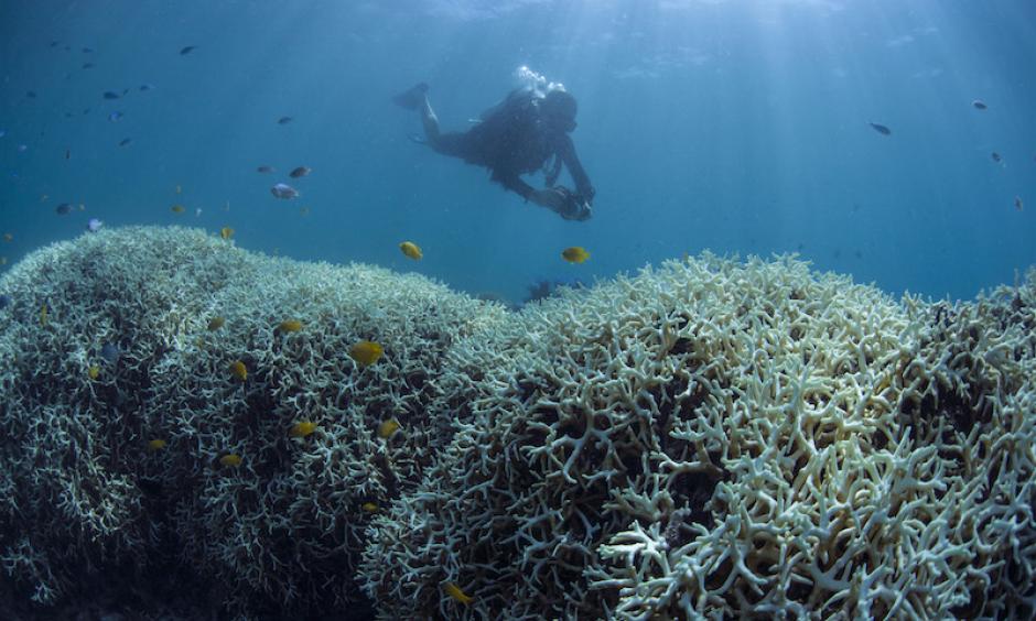 Photo: Catlin Seaview Survey, via globalcoralbleaching.org