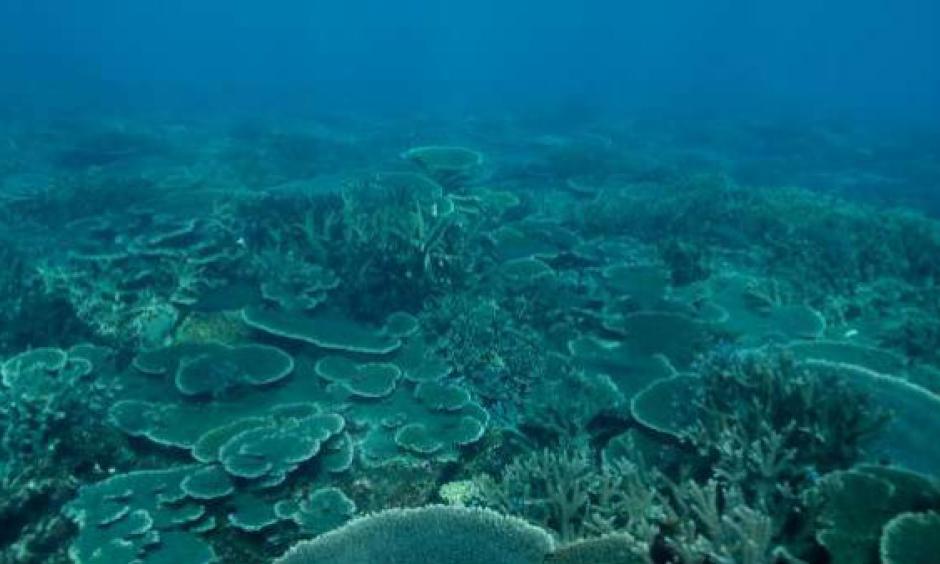 The Abrolhos Islands off Geraldton harbour a wonderworld of corals at risk from climate change. Photo: Marine Ecology and Monitoring Section, Department of Fisheries.