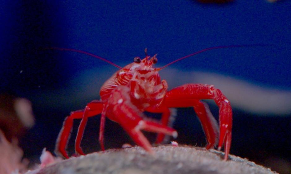 The pelagic red crab is one of the biggest harbingers of El Niño. Photo: America Tonight