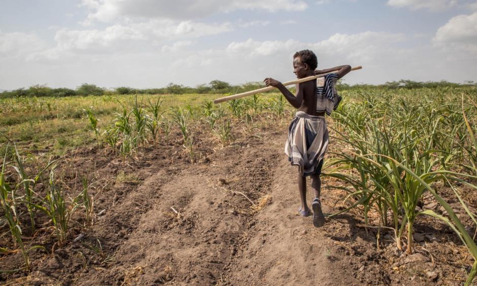 A young Afar boy walks through failed crops and farmland in Magenta area of Afar, Ethiopia. Morbid thoughts linger on people’s minds in the area. The crops have failed and farm animals have been dying amid severe drought that has left Ethiopia appealing for international help to feed its people. Photo: Mulugeta Ayene, AP