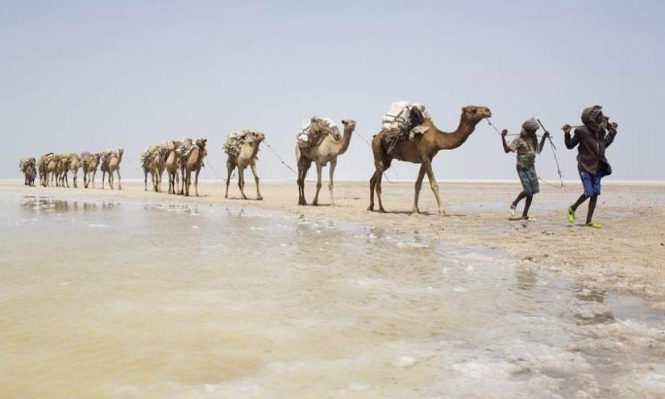 A camel caravan carrying slabs of salt travels away from the Danakil Depression, northern Ethiopia April 22, 2013. Photo: Siegfried Modola, Reuters