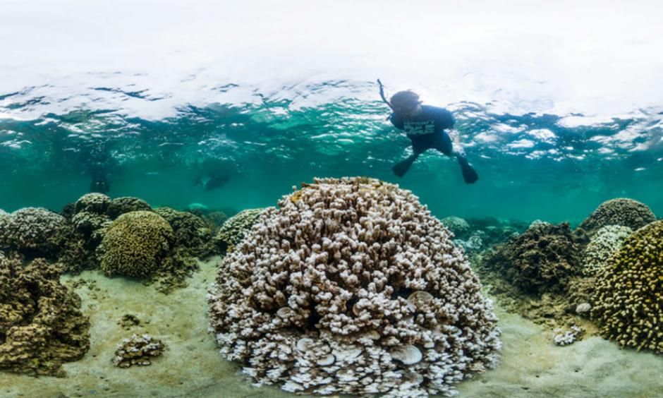 A marine biologist inspects a heavily bleached coral in Kaneohe Bay, Hawaii in October 2014. Image: XL CATLIN SEAVIEW SURVEY