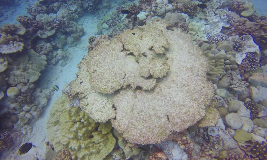 A large dead Acropora coral colony is surrounded by more stress-tolerant species on a Christmas Island reef. Thermal stress affects some coral species more than others. (Image credit: Kim Cobb)