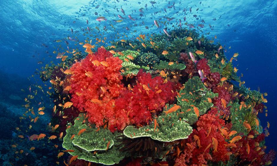 Coral bleaching. Credit: Thinkstock