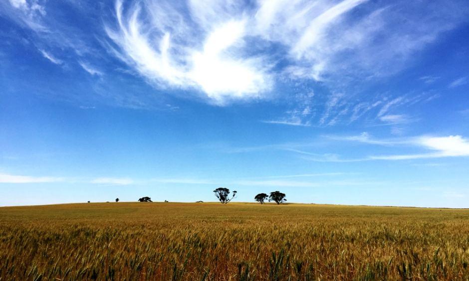 There were unseasonal heatwave conditions in South Australia in October. ABC: Steven Schubert