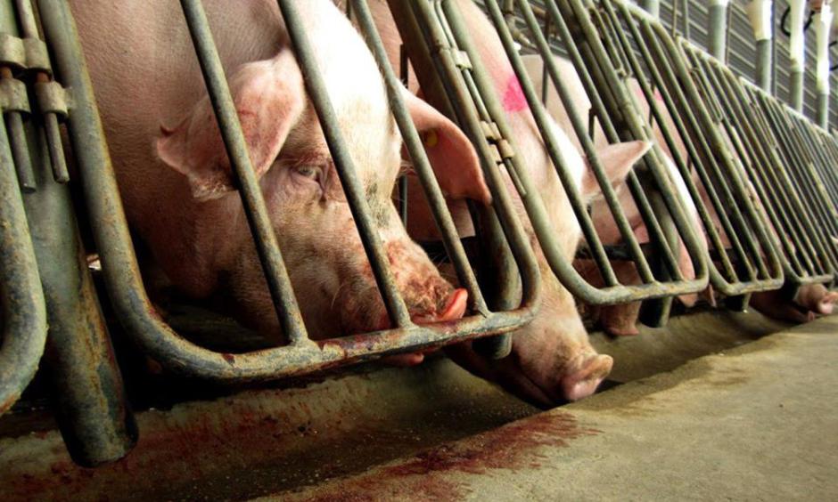 Meat industry. Photo: OneGreenPlanet