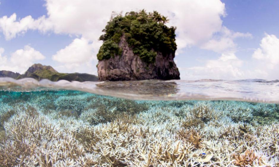 Bleached coral in American Samoa earlier this year. Photo: Catlin Seaview Survey