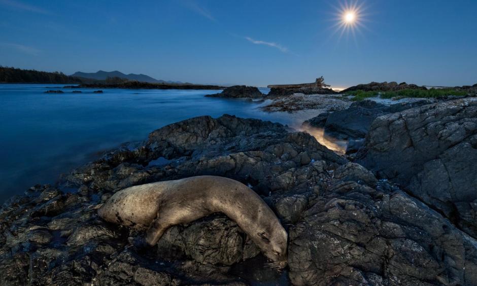 Thousands of California sea lions, such as this one on rocks near Canada’s Vancouver Island, died in 2014 and 2015. Many starved as they struggled to find food in an unusually warm eastern Pacific. Photo: Paul Nicklen