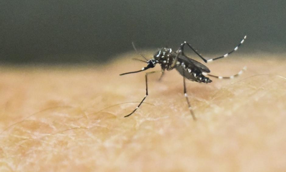An Aedes Aegypti mosquito is photographed on human skin in a lab of the International Training and Medical Research Training Center (CIDEIM) on January 25, 2016, in Cali, Colombia. Photo: Luis Robayo, AFP/Getty Images