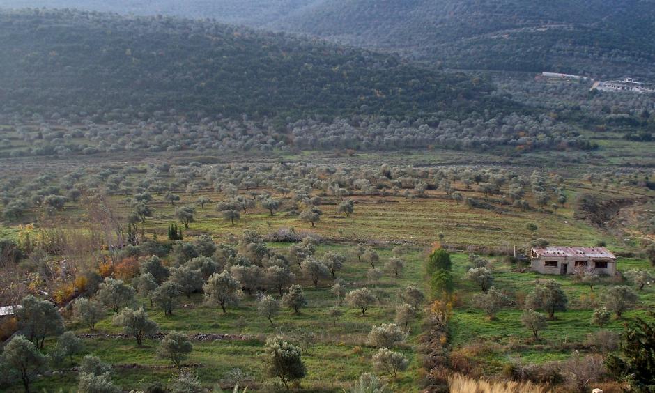 Olive groves in Western-Syria. Photo: High Contrast