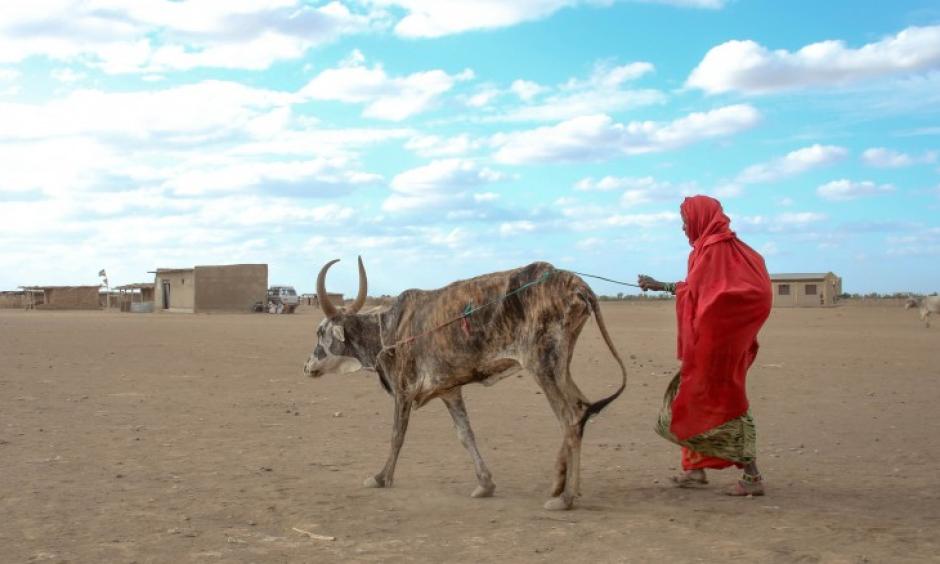Drought conditions have killed livestock in Ethiopia as the country enters a humanitarian crisis Photo: Abiy Getahun, Oxfam)