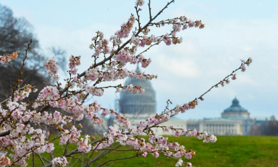Cherry blossoms are seen on the street in Washington DC on Tuesday due to the warm weather. Photograph: Bao Dandan/Xinhua Press/Corbis