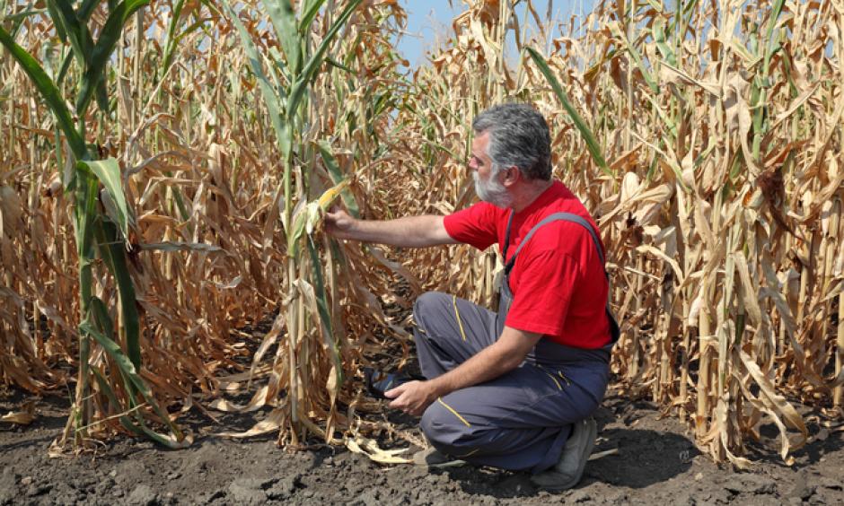 Maize is a staple food in South Africa. Its production is likely to decline by half this year due to drought. The poor will be the hardest hit. Shutterstock