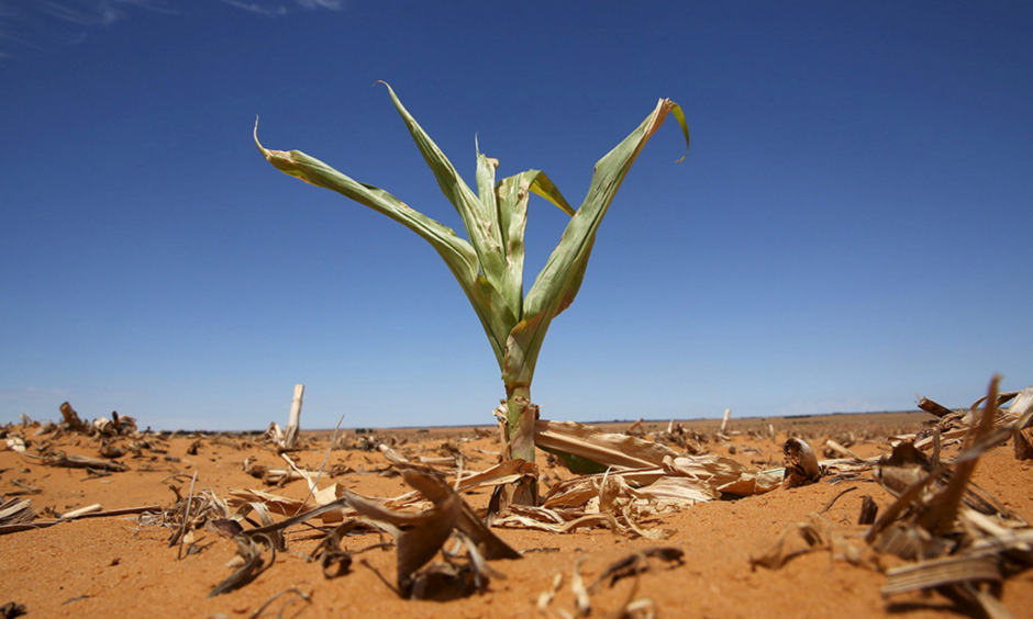 A maize plant struggles for life in a parched field in Hoopstad, usually the country's most productive maize farming area. Photo: Siphiwe Sibeko, Reuters