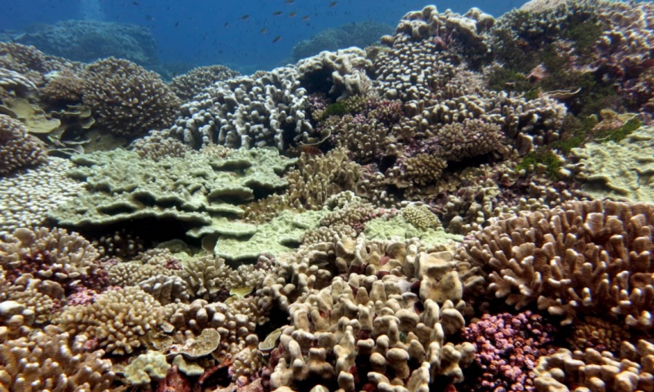 A pristine coral reef near the remote Millennium Atoll in the central Pacific. Photo: Jennifer Smith