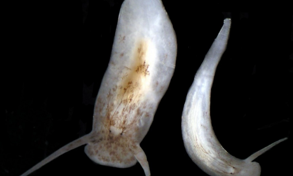 One of the studied flatworm species. Photo: David Blair, Washington Post