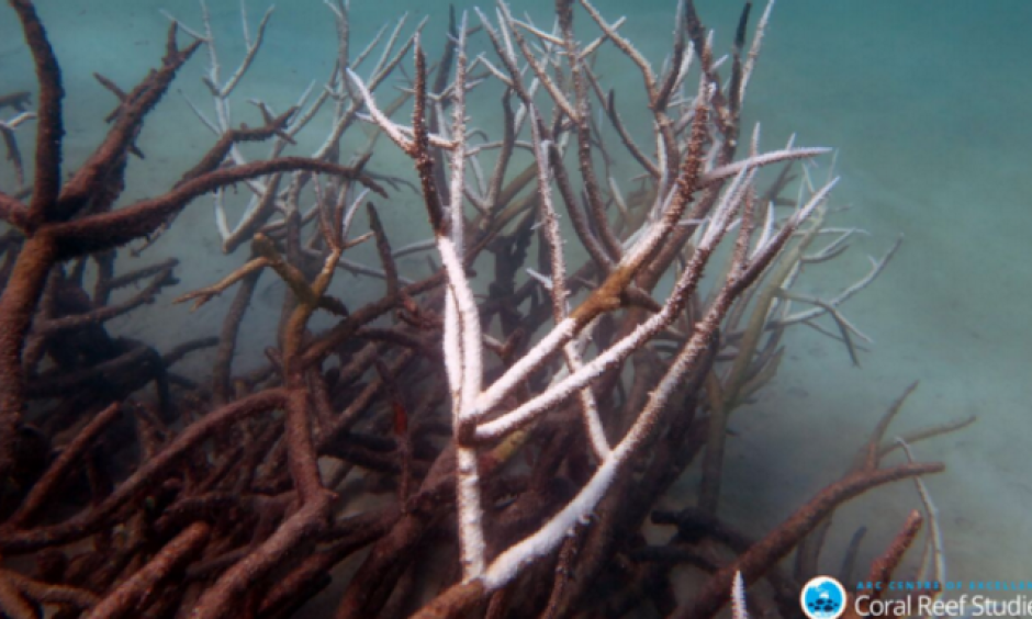 Dying corals in the Great Barrier Reef after the worst bleaching event on record. Photo: James Cook University