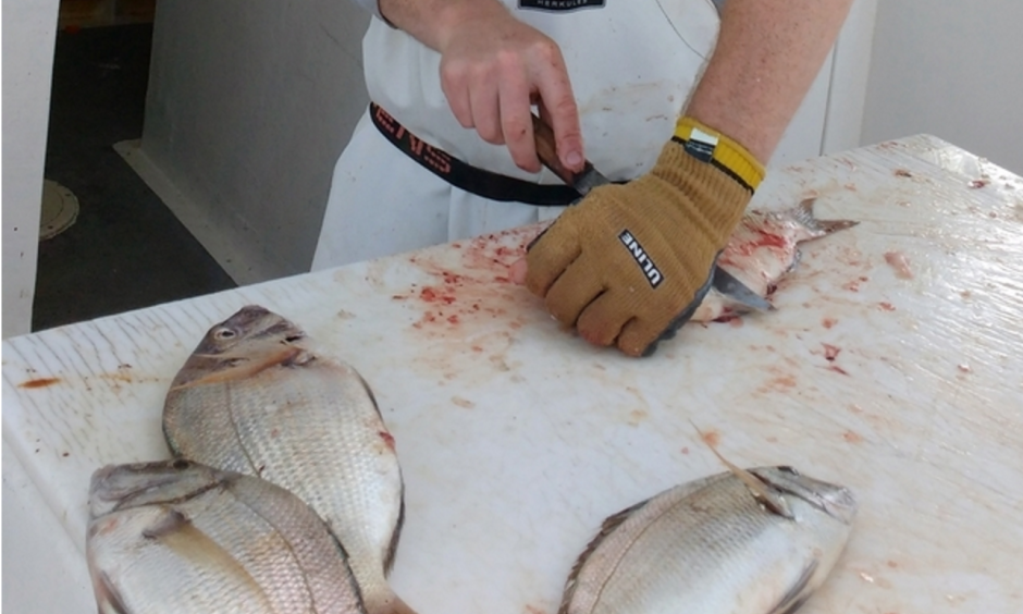 Ryan Dubrule, deck hand on the Black Hawk charter fishing boat, earlier this month fillets one of the scup caught by passengers abroad the vessel. Photo: Judy Benson, The Day