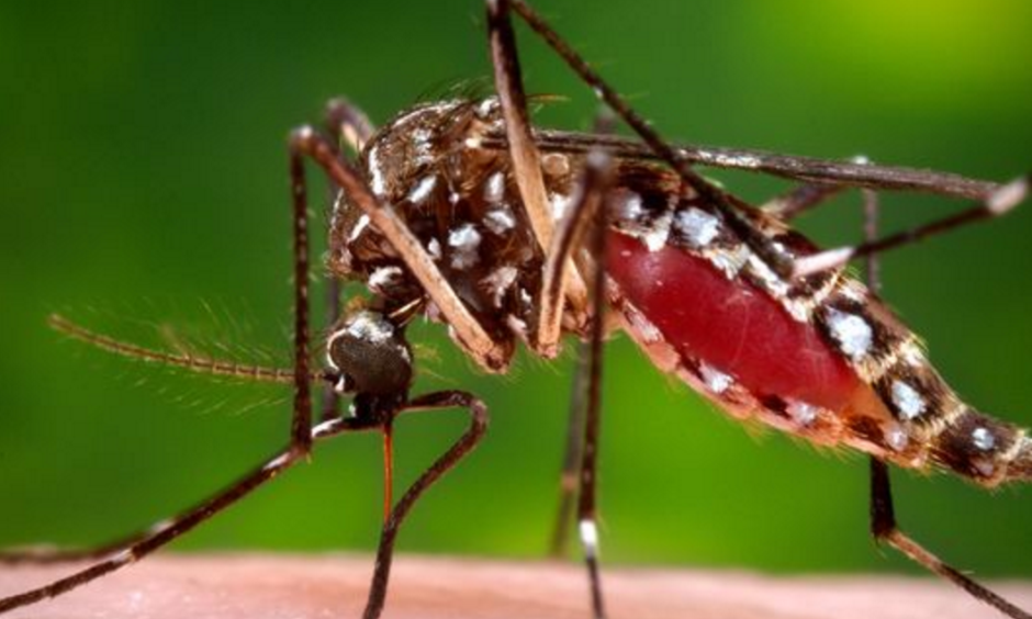 Photo: James Gathany/Centers for Disease Control and Prevention via AP