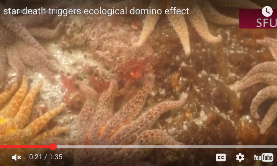 heat wave killed marine wildlife masse heat wave killed marine wildlife masse