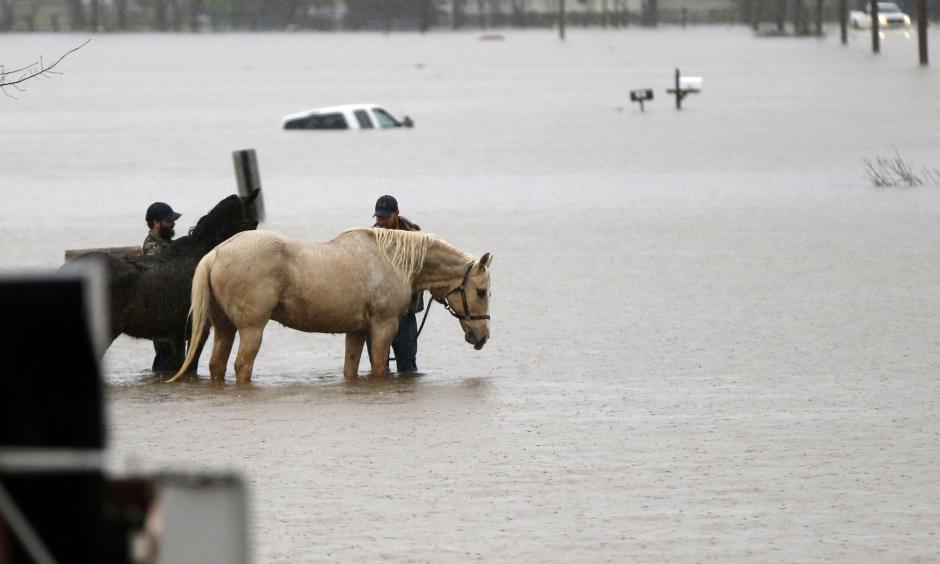 Two men secure two horses in rising floodwaters as a Bossier Parish Sheriff truck passes in Bossier Parish, La., Thursday, March 10, 2016. Photo: Gerald Herbert/Associated Press