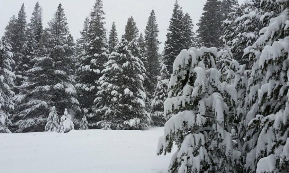 The second snowpack measurement of the winter Feb. 2 was 130 percent of average at Phillips Station off Highway 50 near Sierra-at-Tahoe Road. Photo: California Department of Water Resources