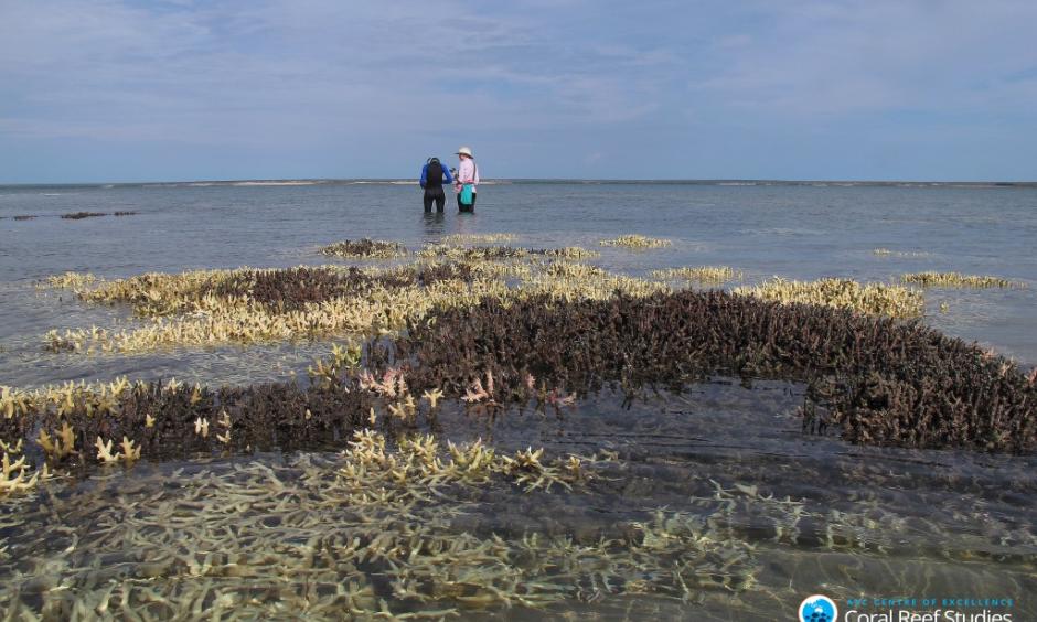 Researchers survey bleached corals in the shallow water in Cygnet Bay, Western Australia, during current bleaching event. Photo: Chris Cornwall