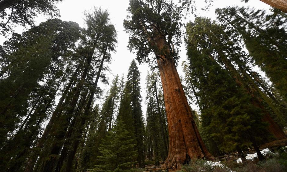 The General Sherman giant sequoia tree stands in the Giant Forest after being unwrapped by US National Park Service (NPS) personnel during the KNP Complex Fire in Sequoia National Park near Three Rivers, California on October 22, 2021. (Credit: Patrick T. Fallon/Getty Images)
