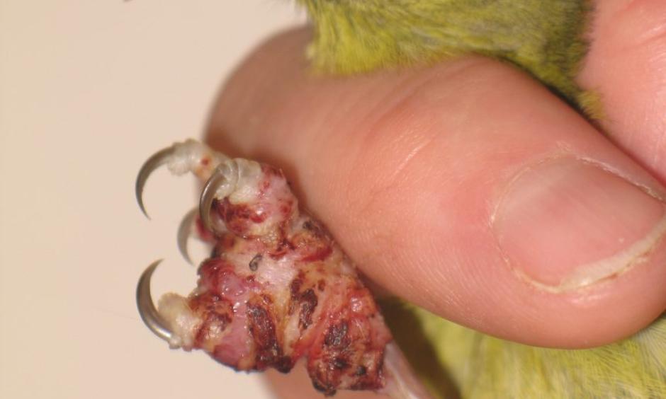 Hawaiʻi ‘amakihi with avian pox. Symptoms of this virus, which can be spread by mosquitoes, include tumor-like lesions on unfeathered parts of a bird’s body, including feet and legs, around the eyes and at the base of the bill. Photo: USGS