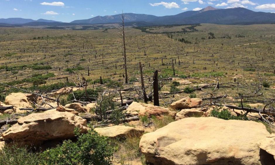 Nearly 20 years after the 2002 Ponil Complex Fire, there’s little sign of the pines that once filled this part of northern New Mexico. In their place, scruby Gambel oaks and mountain mahogany have sprouted. Photo taken in 2016 by Kyle Rodeman