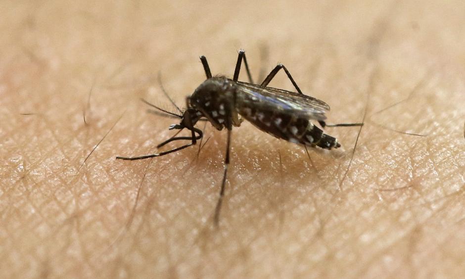 Asian tiger mosquitoes are a vector for Zika, and climate change is prolonging their active season in the U.S. Photo: Andre Penner/AP