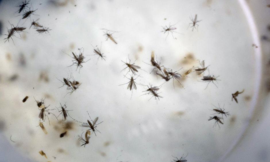 Aaedes aegypti mosquitoes. Photo: Ricardo Mazalan / AP