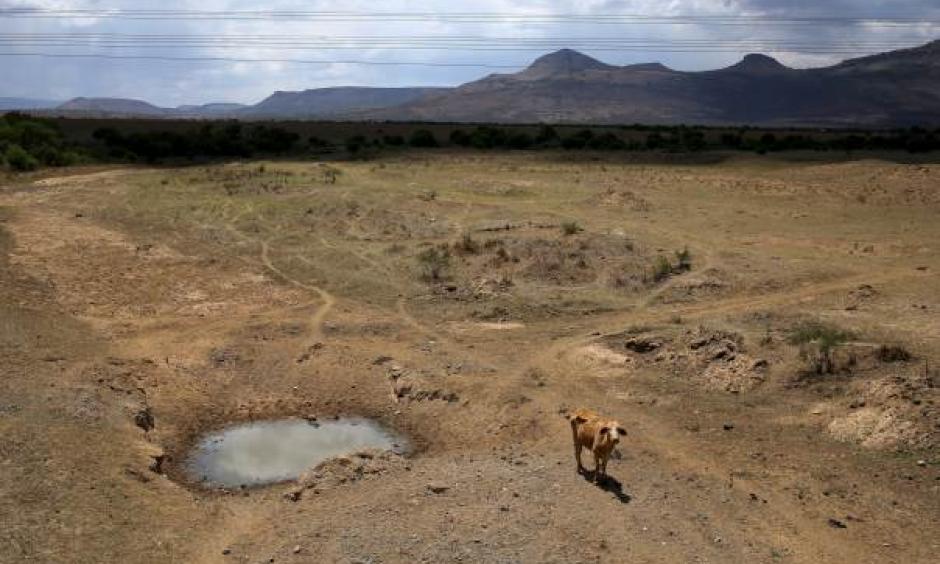 A cow is seen near a dry river outside Utrecht, a small town in the northwest of South Africa’s KwaZulu-Natal, on November 8, 2015. Reuters/Siphiwe Sibeko