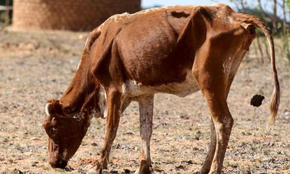 There is very little left for cattle to eat in many parts of Zimbabwe. Photo: Reuters
