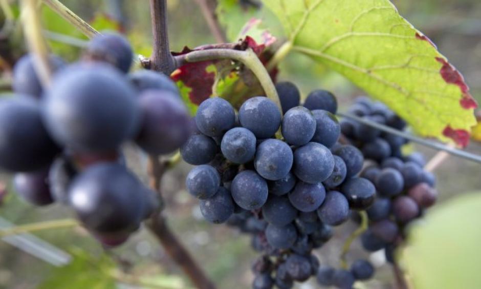 Grapes grow on the vine in a vineyard in Epernay, France. The EU's Copa-Cogeca farm union announced that spring hail and frost, combined with sustained drought during the summer, will force wine production down to its lowest level since the second world war. Photo: AP