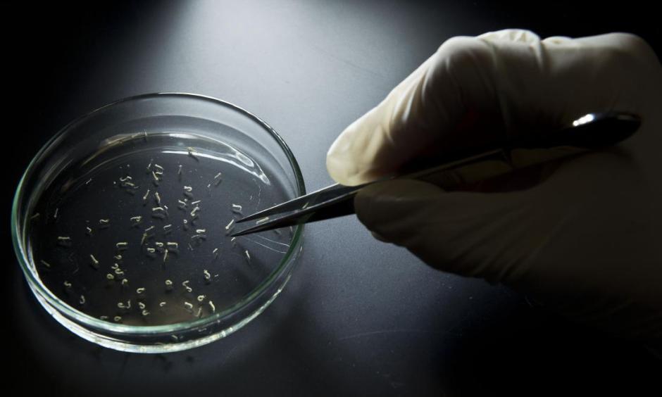 Aedes aegypti mosquitos are seen in containers at a lab of the Institute of Biomedical Sciences of the Sao Paulo University in Sao Paulo, Brazil. Photo: Nelson Almeida, AFP/Getty Images