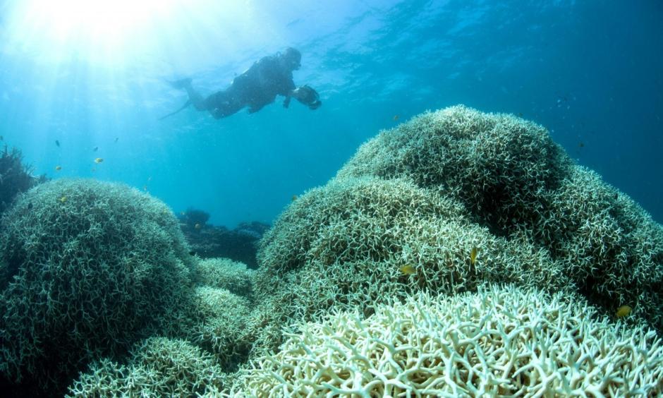 A diver films a reef affected by bleaching off Lizard Island in the Great Barrier Reef. Image: XL Catlin Seaview Survey via AFP, Getty Images
